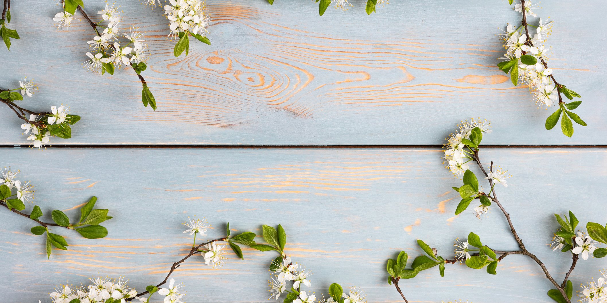 White cherry blossoms